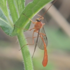 Dicamptus fuscicornis (Ichneumon wasp) at Point Hut to Tharwa - 22 Feb 2021 by michaelb