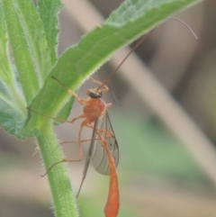 Dicamptus fuscicornis at Tuggeranong DC, ACT - 22 Feb 2021 06:59 PM