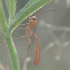 Dicamptus fuscicornis at Tuggeranong DC, ACT - 22 Feb 2021 06:59 PM