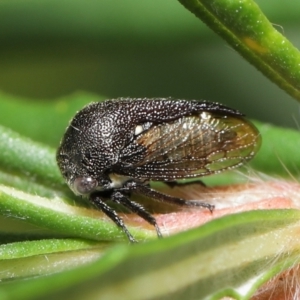 Terentius convexus at Acton, ACT - 9 Apr 2021