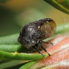 Terentius convexus at Acton, ACT - 9 Apr 2021