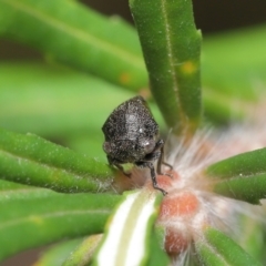 Terentius convexus at Acton, ACT - 9 Apr 2021