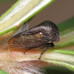 Terentius convexus at Acton, ACT - 9 Apr 2021