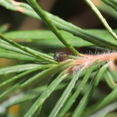 Terentius convexus at Acton, ACT - 9 Apr 2021