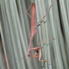 Pseudomantis albofimbriata (False garden mantis) at ANBG - 9 Apr 2021 by TimL