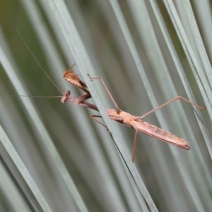 Pseudomantis albofimbriata at Acton, ACT - 9 Apr 2021