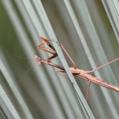 Pseudomantis albofimbriata at Acton, ACT - 9 Apr 2021