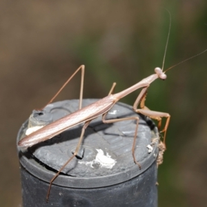 Pseudomantis albofimbriata at Acton, ACT - 9 Apr 2021