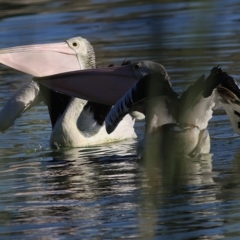 Pelecanus conspicillatus (Australian Pelican) at Albury - 5 May 2019 by KylieWaldon