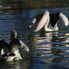 Pelecanus conspicillatus at Albury - 5 May 2019