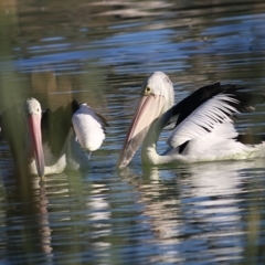 Pelecanus conspicillatus at Albury - 5 May 2019