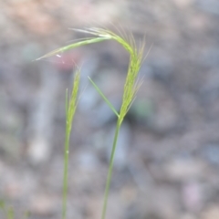 Unidentified Grass (TBC) at Wamboin, NSW - 21 Nov 2020 by natureguy