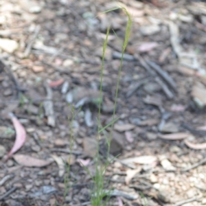 Vulpia bromoides at Wamboin, NSW - 21 Nov 2020