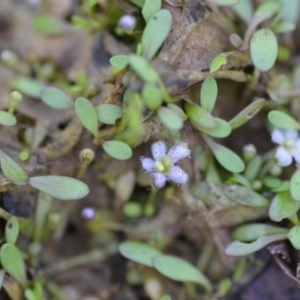 Glossostigma elatinoides at Wamboin, NSW - 21 Nov 2020