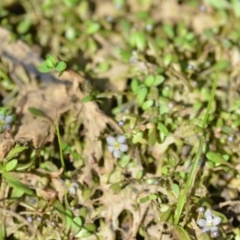 Glossostigma elatinoides at Wamboin, NSW - 21 Nov 2020