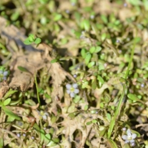 Glossostigma elatinoides at Wamboin, NSW - 21 Nov 2020