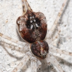 Tamopsis sp. (genus) (Two-tailed spider) at Acton, ACT - 9 Apr 2021 by TimL