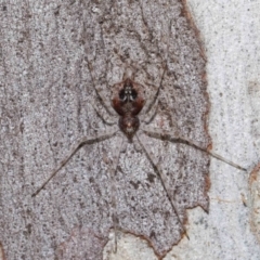 Tamopsis sp. (genus) at Acton, ACT - 9 Apr 2021