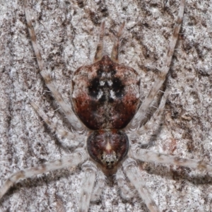 Tamopsis sp. (genus) at Acton, ACT - 9 Apr 2021