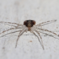 Tamopsis sp. (genus) at Acton, ACT - 9 Apr 2021 12:03 PM