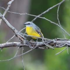 Eopsaltria australis (Eastern Yellow Robin) at Holt, ACT - 11 Apr 2021 by wombey