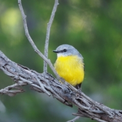 Eopsaltria australis at Holt, ACT - 11 Apr 2021 09:32 AM