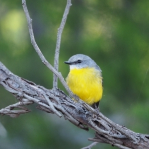 Eopsaltria australis at Holt, ACT - 11 Apr 2021