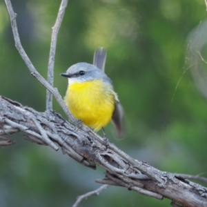 Eopsaltria australis at Holt, ACT - 11 Apr 2021