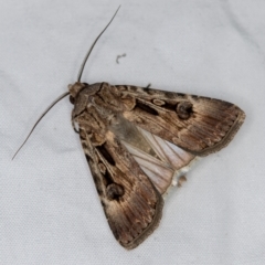 Agrotis munda (Brown Cutworm) at Melba, ACT - 12 Mar 2021 by Bron