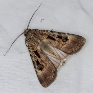 Agrotis munda at Melba, ACT - 13 Mar 2021