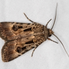 Agrotis munda at Melba, ACT - 13 Mar 2021