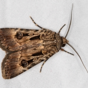 Agrotis munda at Melba, ACT - 13 Mar 2021