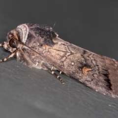 Proteuxoa restituta (Black-bodied Noctuid) at Melba, ACT - 13 Mar 2021 by Bron