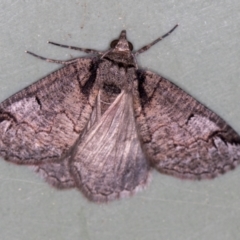 Austroterpna paratorna (Rounded Grey (Geometrinae)) at Melba, ACT - 13 Mar 2021 by Bron
