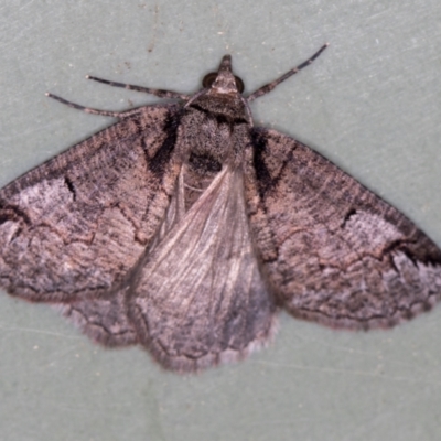 Austroterpna paratorna (Rounded Grey (Geometrinae)) at Melba, ACT - 13 Mar 2021 by Bron
