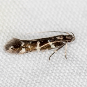 Cosmopterigidae (family) at Melba, ACT - 13 Mar 2021