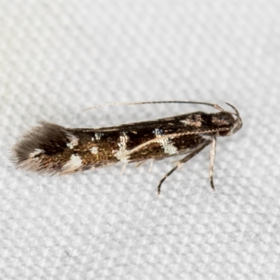 Cosmopterigidae (family) (Unidentified Cosmopterigid moth) at Melba, ACT - 13 Mar 2021 by Bron