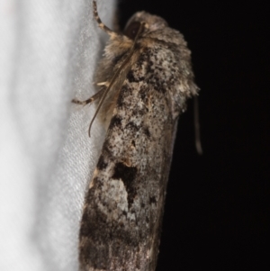 Thoracolopha verecunda at Melba, ACT - 13 Mar 2021 12:05 PM