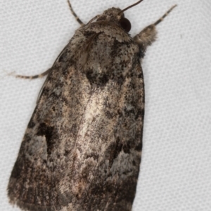 Thoracolopha verecunda at Melba, ACT - 13 Mar 2021 12:05 PM