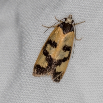 Eulechria ophiodes (A Concealer moth) at Melba, ACT - 13 Mar 2021 by Bron