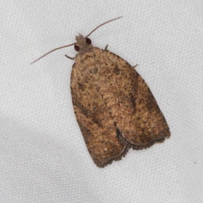 Epiphyas (genus) (A Tortrid moth) at Melba, ACT - 13 Mar 2021 by Bron