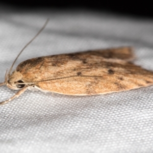 Garrha leucerythra at Melba, ACT - 13 Mar 2021 12:01 PM