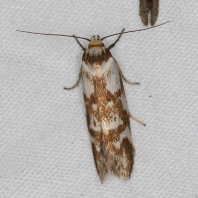 Palimmeces habrophanes (A Concealer moth) at Melba, ACT - 13 Mar 2021 by Bron
