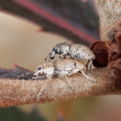 Prosayleus hopei (Weevil) at ANBG - 30 Mar 2021 by DPRees125