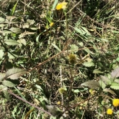 Bidens pilosa (Cobbler's Pegs, Farmer's Friend) at Aranda Bushland - 11 Apr 2021 by KMcCue