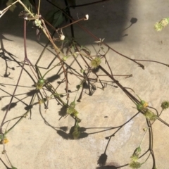 Bidens pilosa at Holt, ACT - 11 Apr 2021