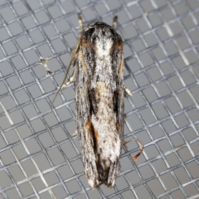 Agriophara platyscia (A Flat-bodied moth (Depressidae) at O'Connor, ACT - 5 Apr 2021 by ibaird