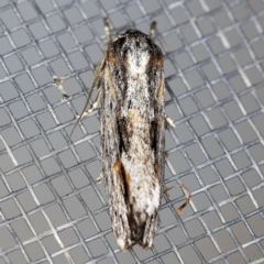 Agriophara platyscia (A Concealer moth) at O'Connor, ACT - 5 Apr 2021 by ibaird