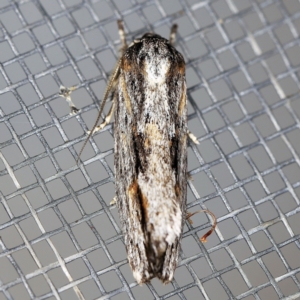 Agriophara platyscia at O'Connor, ACT - 5 Apr 2021