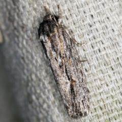 Agriophara platyscia at O'Connor, ACT - 5 Apr 2021